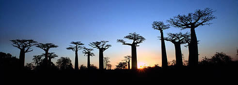 Malagasi Baobab Forest
