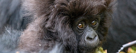 rwanda gorilla