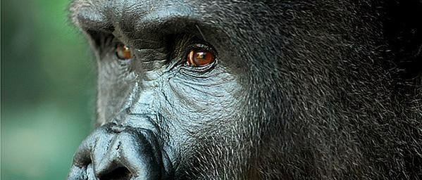 Lowland Gorilla