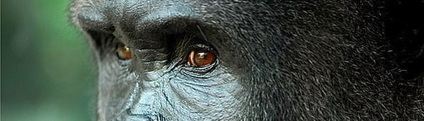 gorilla