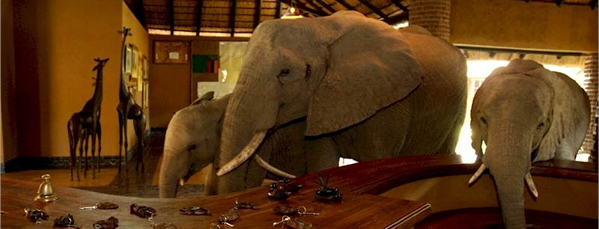 Mfuwe Elephants