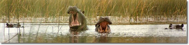 Hippo